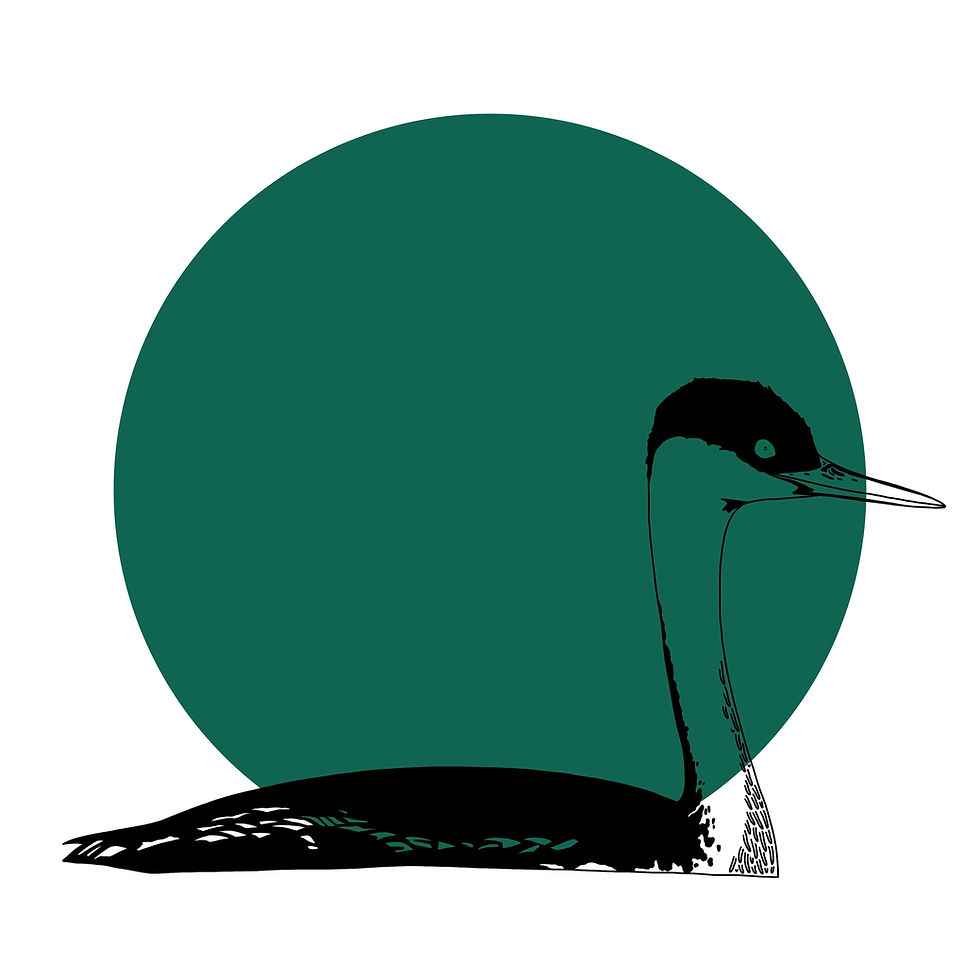 Thumbnail: Western Grebe Print