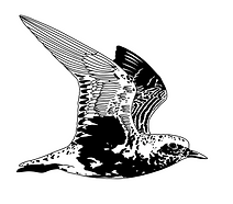 Black-bellied_Plover.png