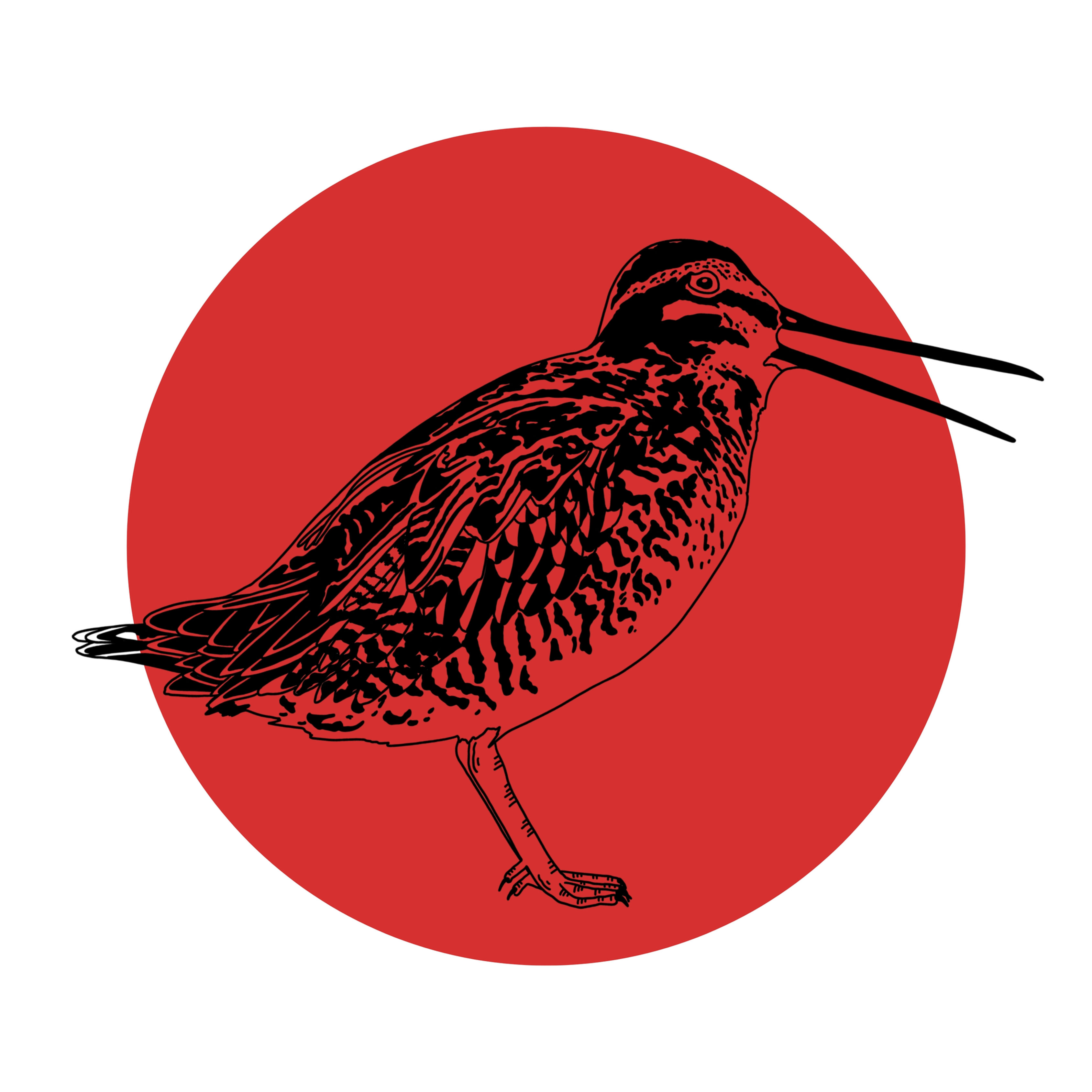 Wilson's Snipe Print