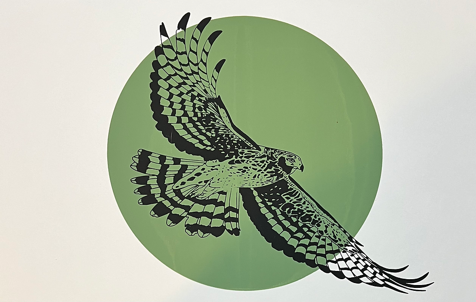 Thumbnail: Northern Harrier Print