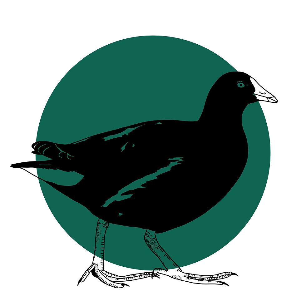 Thumbnail: Common Gallinule Print