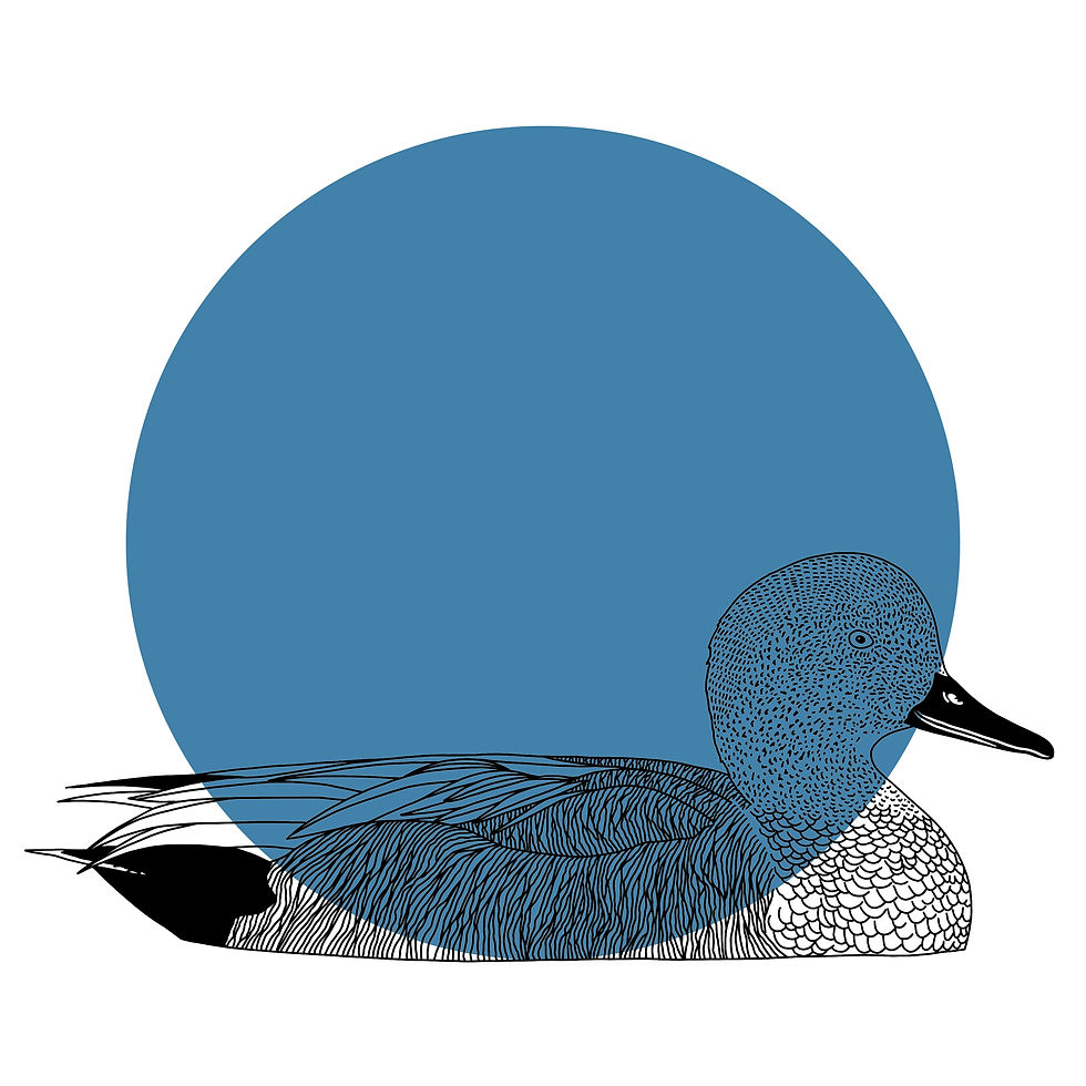 Thumbnail: Gadwall Print