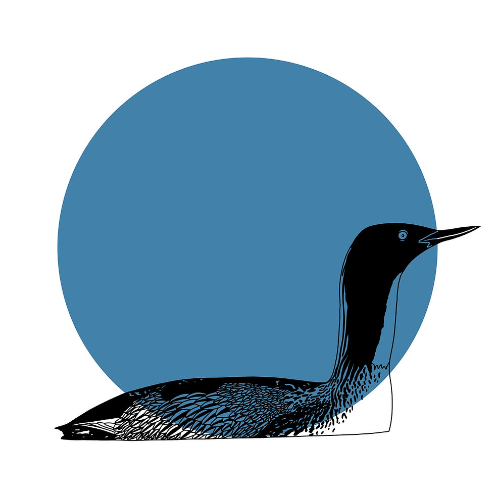 Thumbnail: Red-throated Loon Print