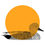 Thumbnail: Gadwall Print