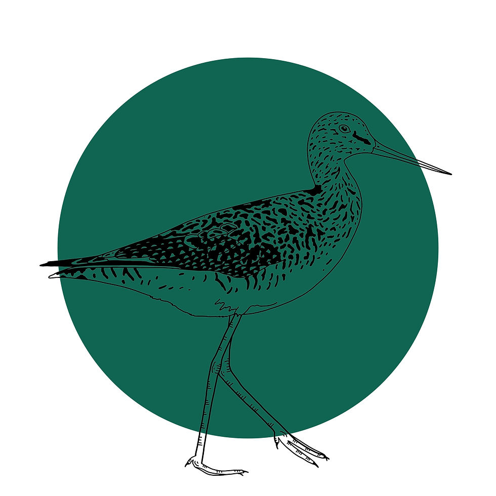 Thumbnail: Greater Yellowlegs Print