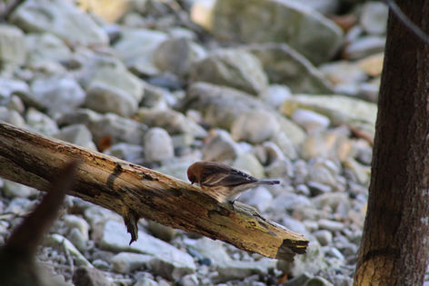 IMG_1260