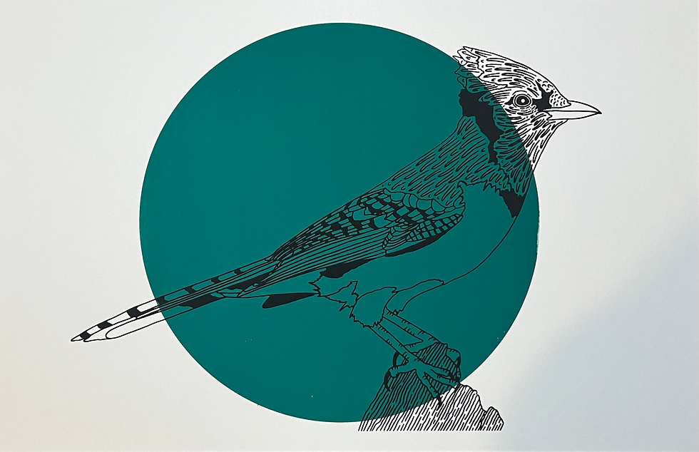 Thumbnail: Blue Jay Print