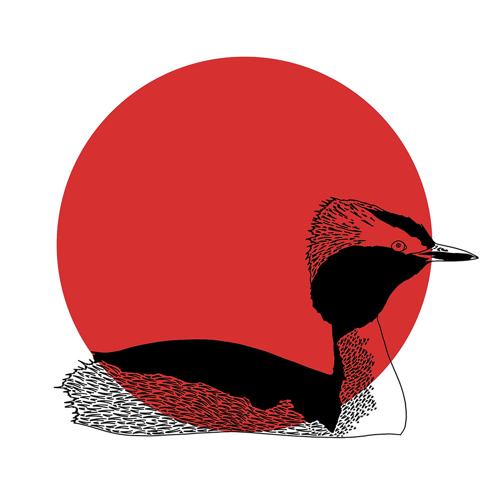Thumbnail: Horned Grebe Print