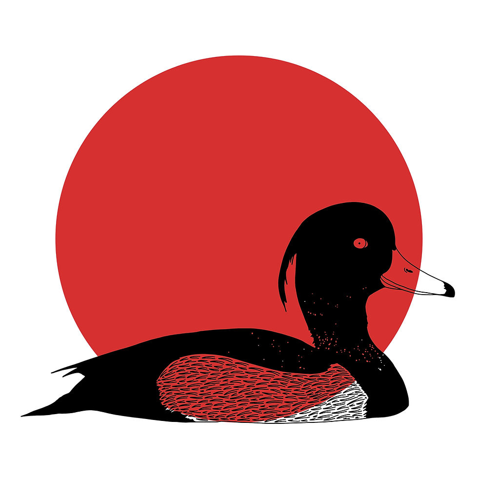 Thumbnail: Tufted Duck Print