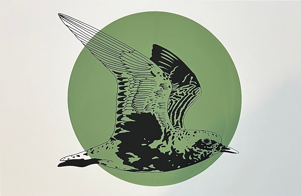 Thumbnail: Black-bellied Plover Print