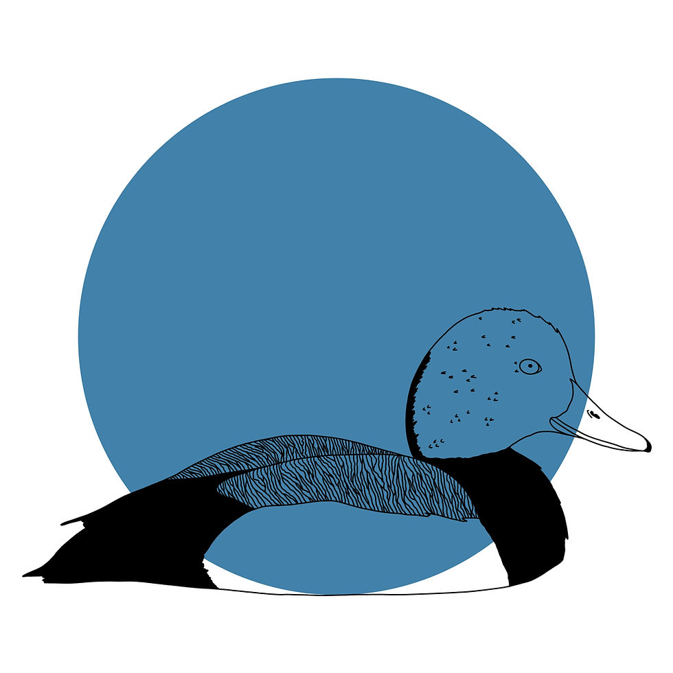Thumbnail: Greater Scaup Print