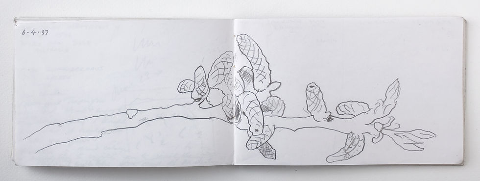 Walnut twig