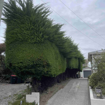 Macrocarpa hedge was overdue for a trim so our hedge trimming company stepped in to help the community