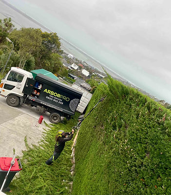 Large hedge trimming project completed by our arborist in redcliffs, Christchurch