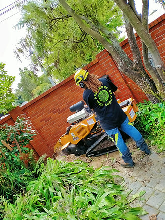 Tree Stump Grinding in Christchurch by our qualified arborists