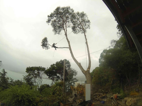 Dangerous Tree removal job completed by our arborist due to overhanging branches over the power lines