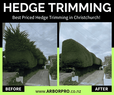 Our hedge cutting company is the best price trimming service in Christchurch