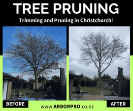 Christchurch arborist showing their technical tree climbing skills