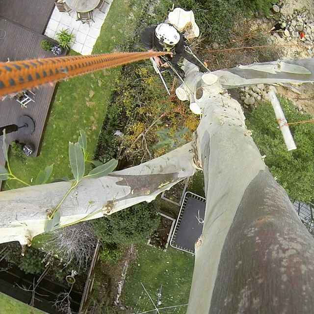 Eucalyptus tree being safely removed with technical rigging skills as displayed here by our qualified arborist.
