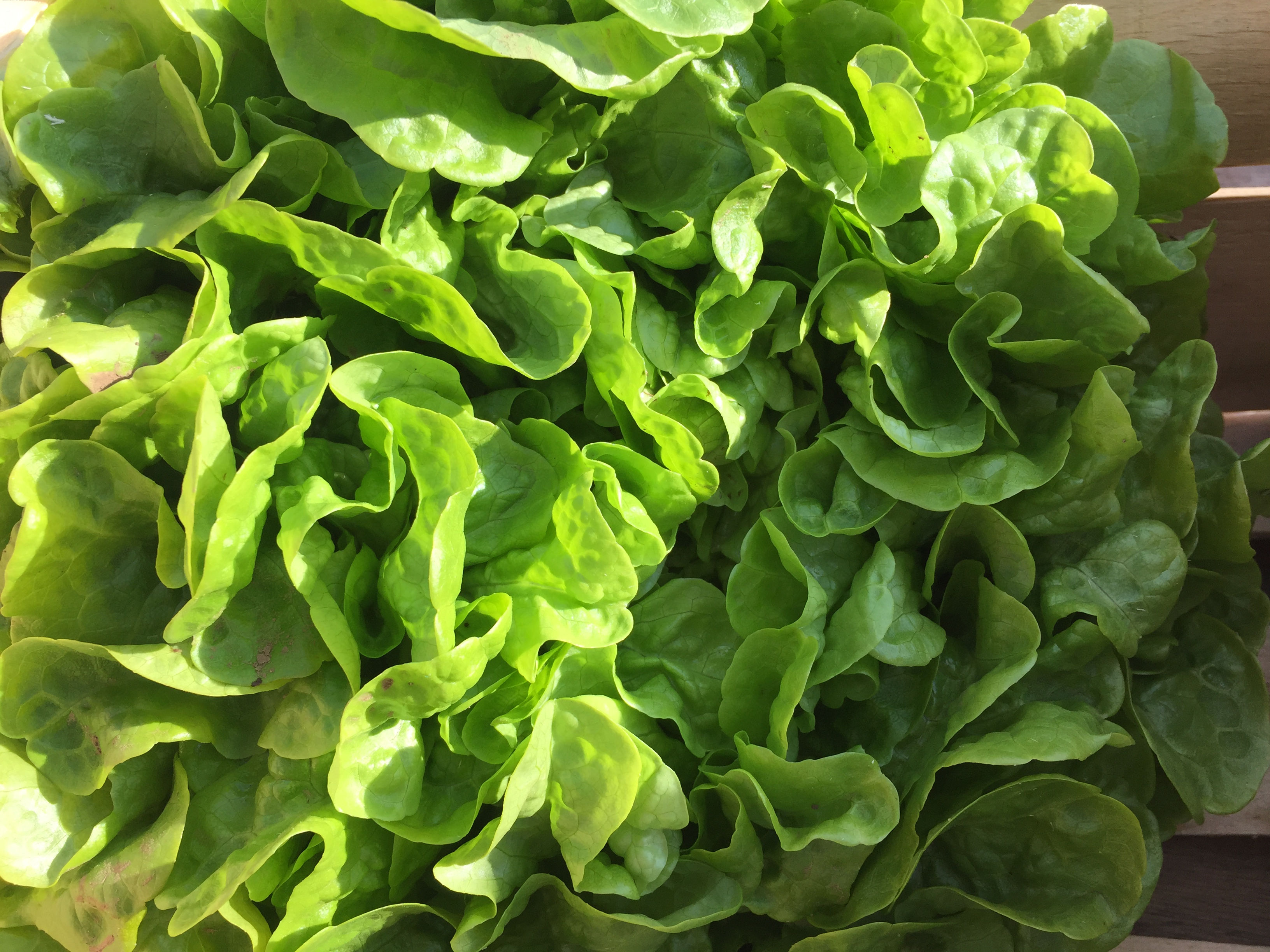 Feuille de chêne verte