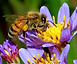 honey bee.png