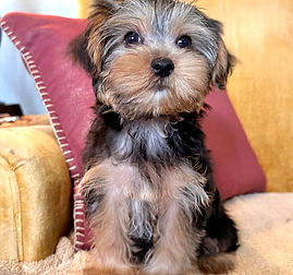 Teddy6.jpg