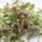 Micro-Greens- Kale, Kalefetti Mix
