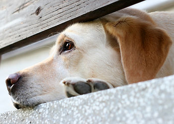 animal rescue - surrender