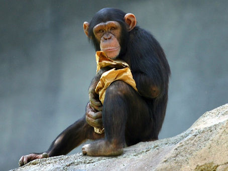 O que você acha da ideia de ter um chimpanzé como seu prescritor de remédios?