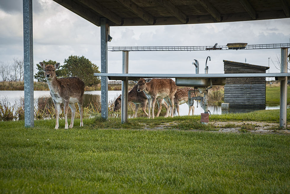 Rehe unter Unterstand an Waschbecken am Teich, ruhige Szene.