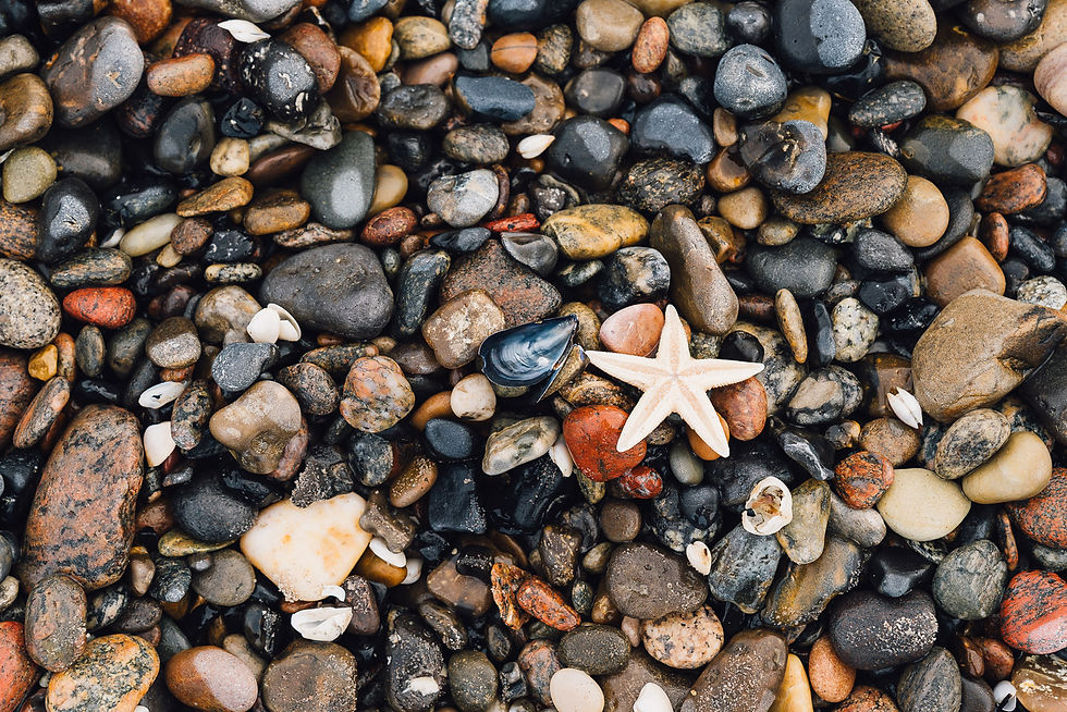 Bunte, nasse Kiesel und Muscheln am Strand, in der Mitte ein heller Seestern.