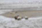 Mehrere Seehunde ruhen am Sandstrand im Wattenmeer, eine Möwe steht daneben.