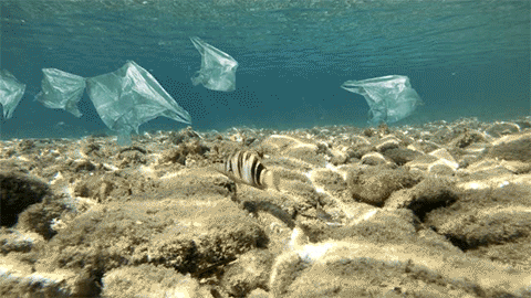 68670865ae7a9553661ab30a33111928.gif