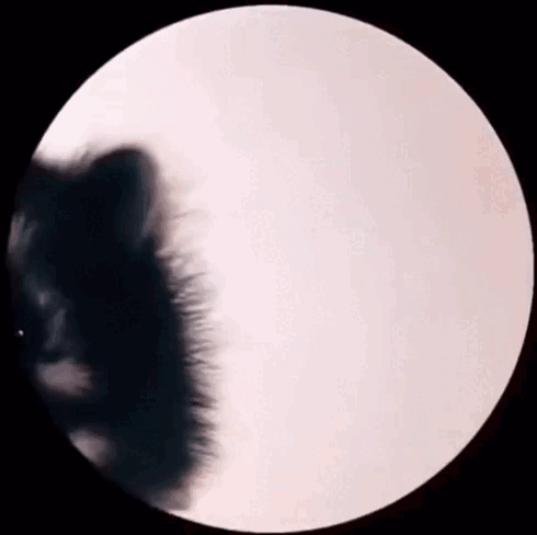 f47995c44ba559174ab2221d9256093c.gif