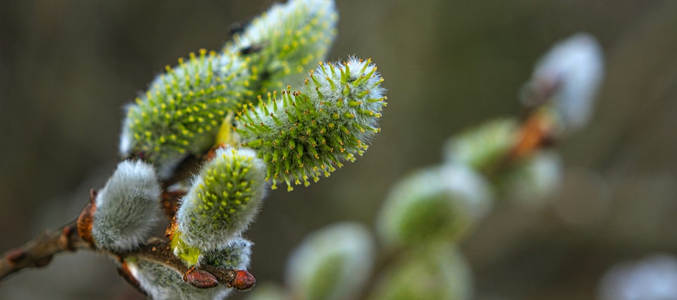 roberto-sorin-E0ZEkKPLeXg-unsplash (1).jpeg