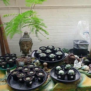 Sacred plants at Pollinator