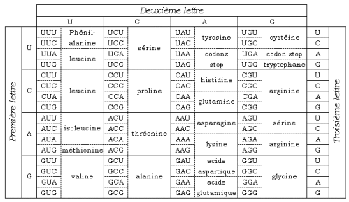 codegenetique.gif