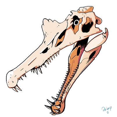 Spino.jpg
