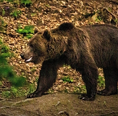 Camminata defaticante su
Transfagarasan e ritorno a Bucarest