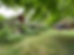 Emergency Tree Removal Cincinnati