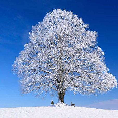 What Do My Trees Need To Get Ready For Winter?