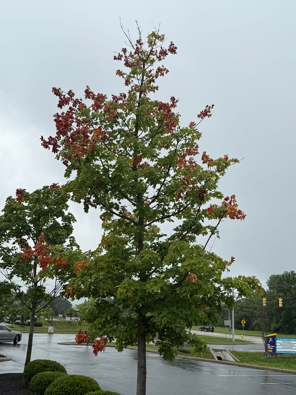 Can Cicada damage kill your Tree