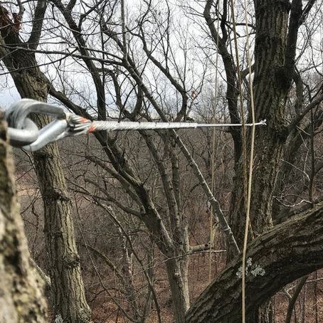Strengthening Nature: The Importance of Cabling and Bracing Trees