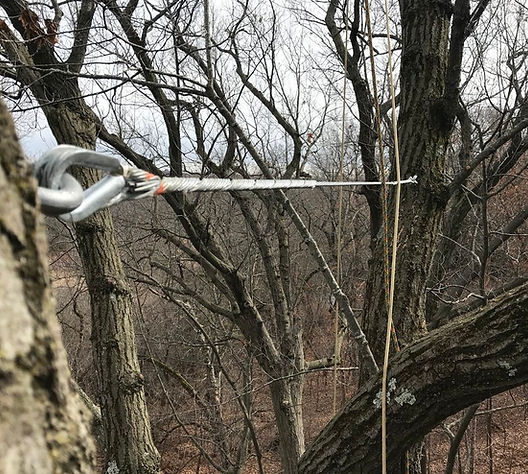 Close up view od metal tree cabling system in tree
