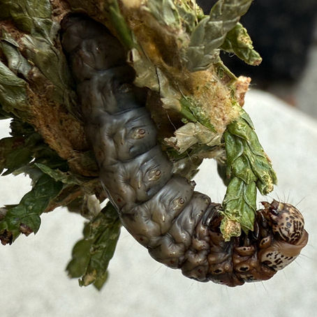 Bagworms