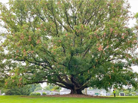 Over Cup Oak In Western Hills Country Club