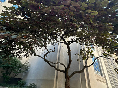 Preventing Heat Stress in Trees