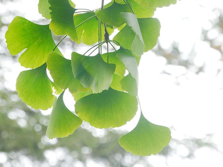 The Best Disease and Pest Resistant Trees in Cincinnati