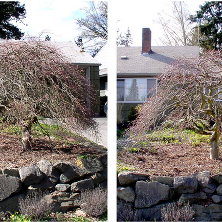Corrective Pruning Japanese Maple