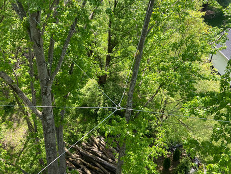 How Tree Support Systems Strengthen Trees